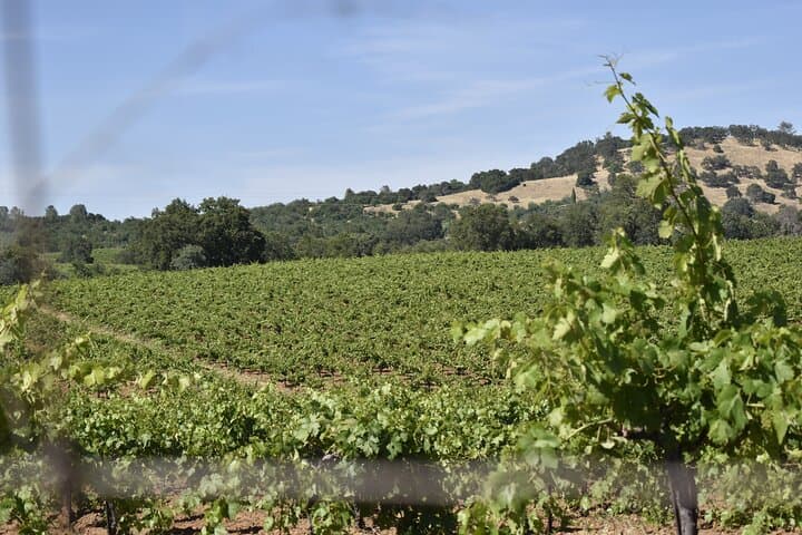 Apple Hill & Placerville Private Wine Tasting Tours — Custom Wine Country Day Trips photo 5