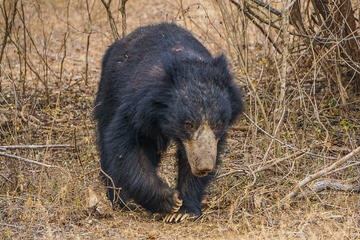 Wilpattu Half-Day Safari: Leopards, Sloth Bears & Birding in Sri Lanka photo 3