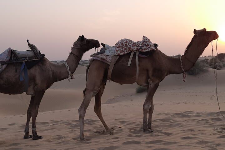 Overnight Camel Safari in Thar Desert near Jaisalmer — Private Off-the-Beaten-Path Camping photo 3
