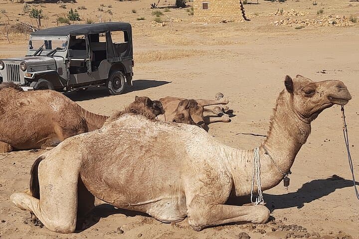 Overnight Camel Safari in Thar Desert near Jaisalmer — Private Off-the-Beaten-Path Camping photo 4