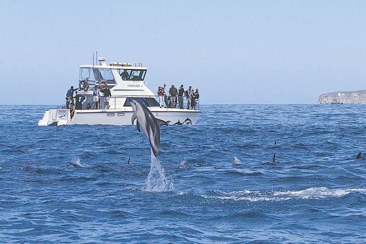 Kaikoura Overnight Whale Watching and Swim With Dolphins from Christchurch photo 3