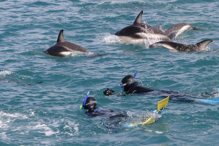 Kaikoura Overnight Whale Watching and Swim With Dolphins from Christchurch photo 1