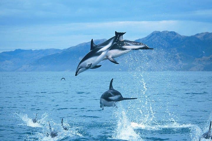 Kaikoura Overnight Whale Watching and Swim With Dolphins from Christchurch photo 4