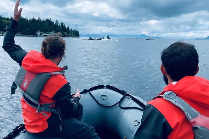 Ketchikan Zodiac Boat Adventure: Self-Drive Inside Passage Wildlife Tour photo 1