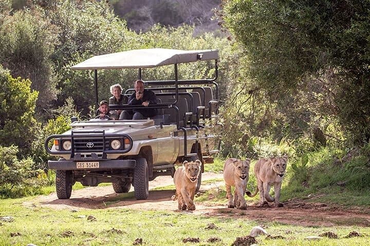 Garden Route Private Tour: 3-Day Knysna, Tsitsikamma & Oudtshoorn Adventure from Cape Town