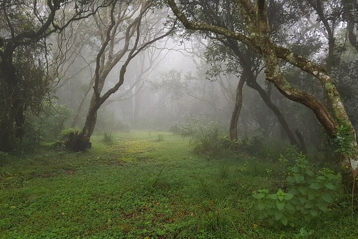 Munnar Trek: 2-Day Mathikettan Shola Hike in the Western Ghats photo 5