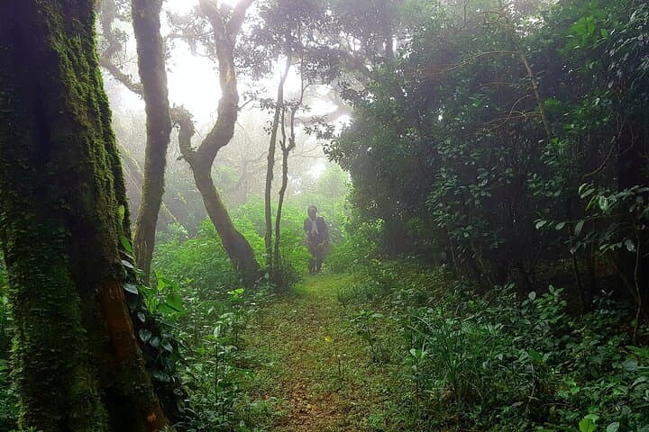 Munnar Trek: 2-Day Mathikettan Shola Hike in the Western Ghats photo 6