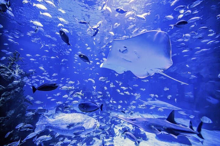 Aquaria Phuket: Explore Thailand’s Largest Aquarium at Central Floresta photo 6
