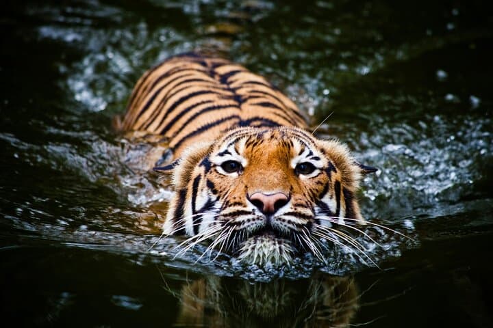 5-Day Golden Triangle: Delhi, Agra, Jaipur and Ranthambore Tiger Safari photo 1