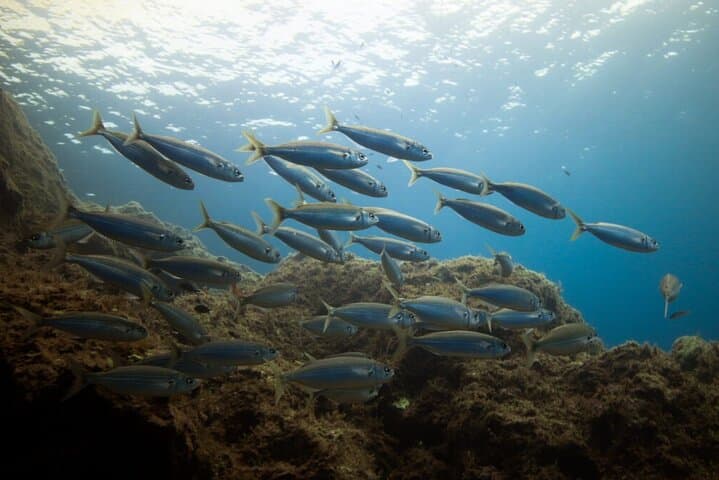 Guided Snorkeling Excursion in Malta: Blue Lagoon & Best Snorkel Sites photo 6