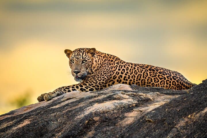 Kumana National Park Half-Day Jeep Safari from Arugam Bay — Birds, Elephants & Coastal Wetlands photo 2