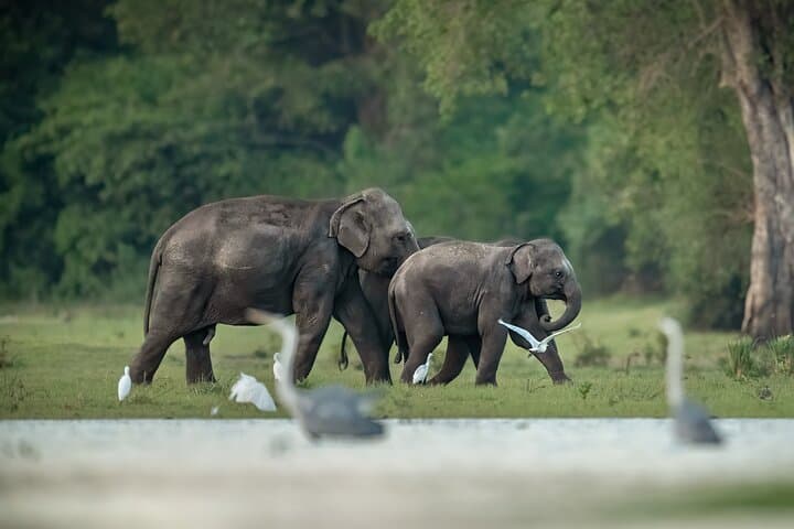 Kumana National Park Half-Day Jeep Safari from Arugam Bay — Birds, Elephants & Coastal Wetlands
