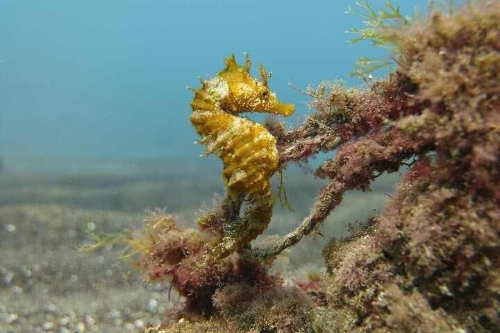 Gran Canaria Try-Dive: Guided Beginner Scuba Experience from Puerto Rico photo 5