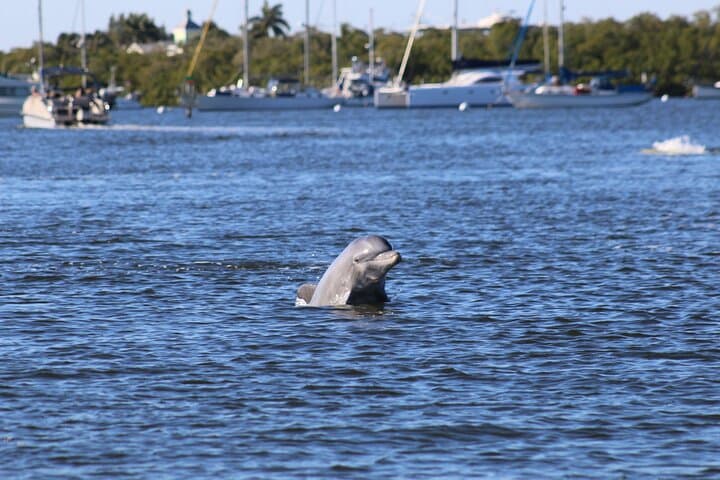 Sunset Dolphin Cruise at Fort Myers Beach with Sanibel Lighthouse Views photo 5