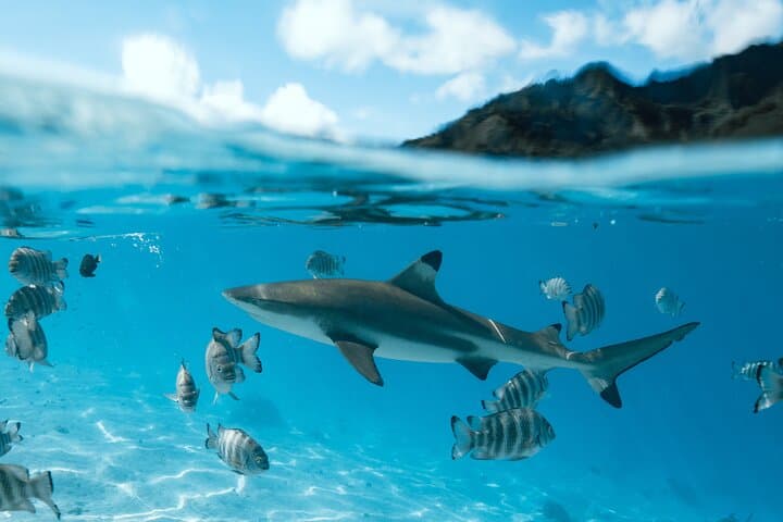 Half-Day Snorkeling Adventure in Moorea's Opunohu Bay photo 4
