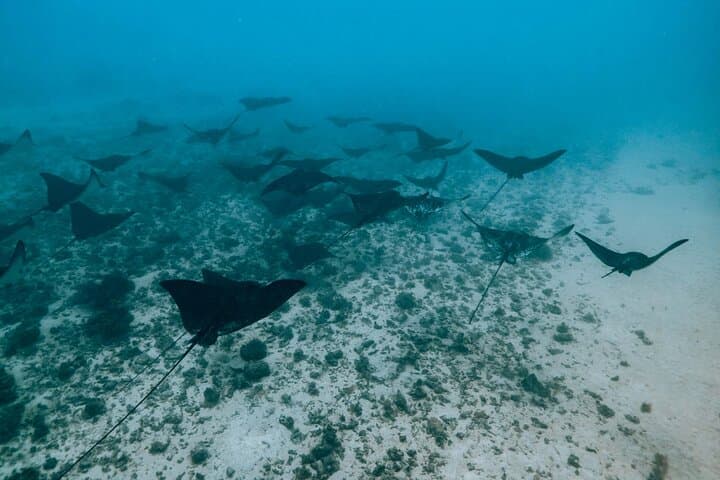 Half-Day Snorkeling Adventure in Moorea's Opunohu Bay photo 5