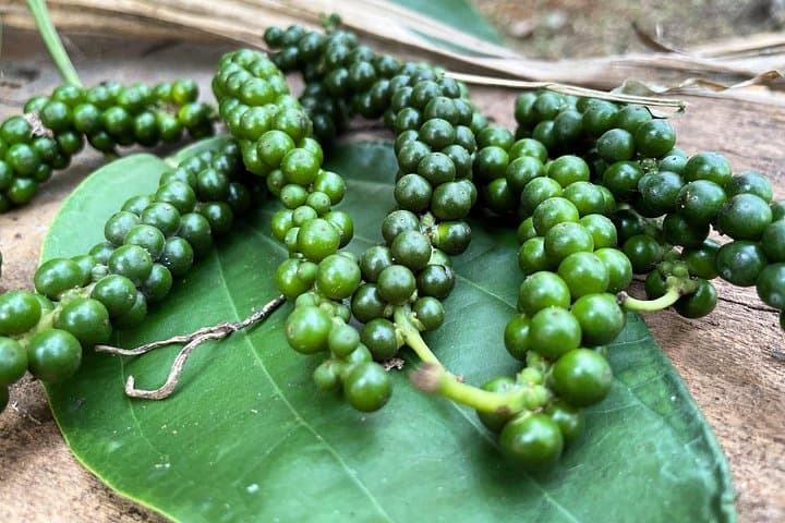 Areca Plantation Walk and 1929 Heritage Home Visit Near Honavar, Karnataka photo 4