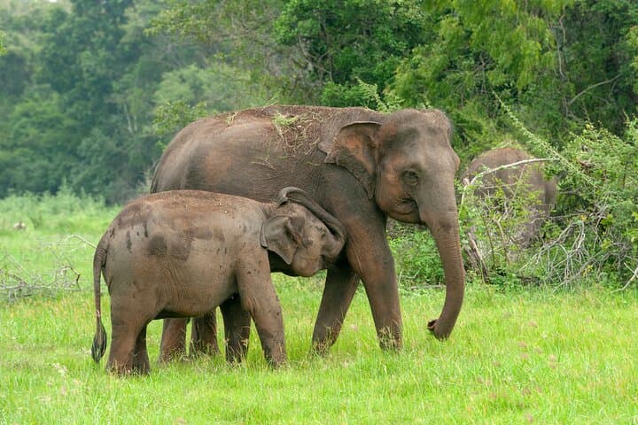 Udawalawe National Park Private Safari — 4x4 Elephant & Wildlife Tour photo 1