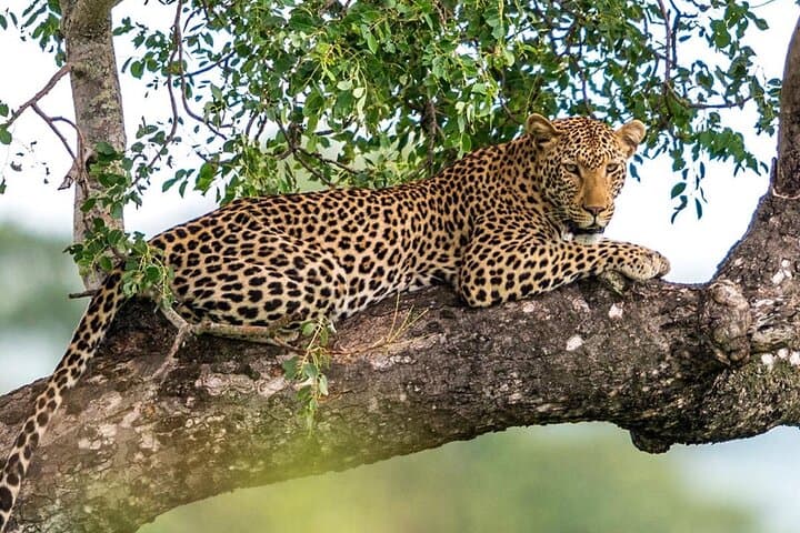 12-Day Classic Sri Lanka Tour: Beaches, Tea Country & Wildlife Itinerary photo 3