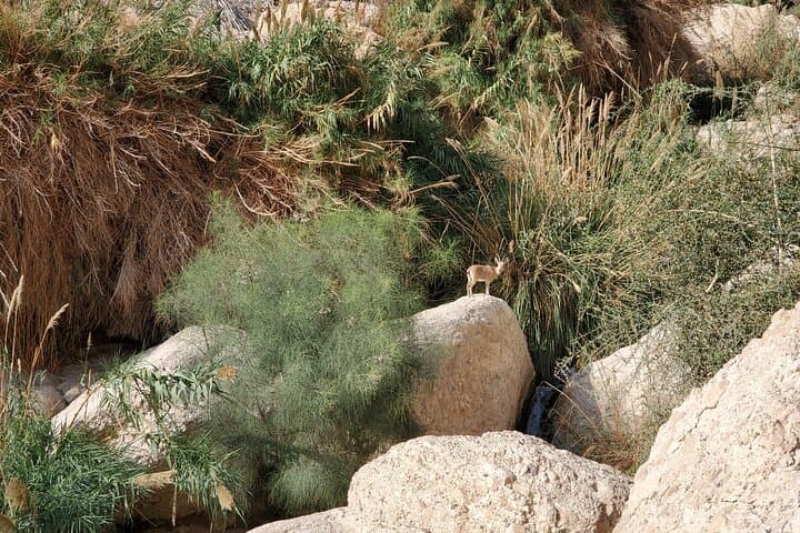 Masada and Dead Sea Private Day Tour: Ein Gedi Oasis, Float & Ahava Factory photo 6
