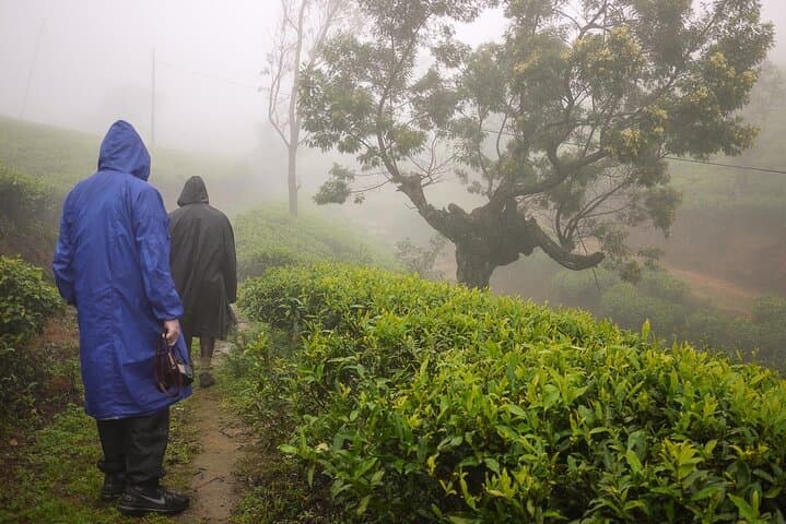 Private Nuwara Eliya Day Trip from Colombo: Gregory Lake, Tea Estates & Ambewela photo 5