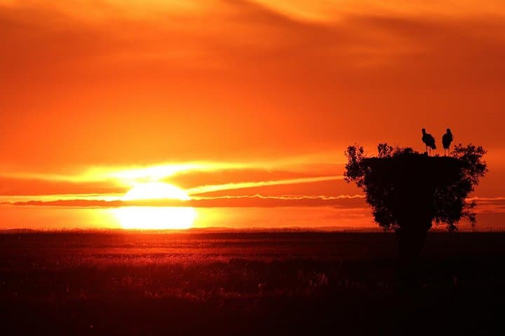 Northern Doñana Private Tour: Wildlife & Wetlands Day Trip from Seville