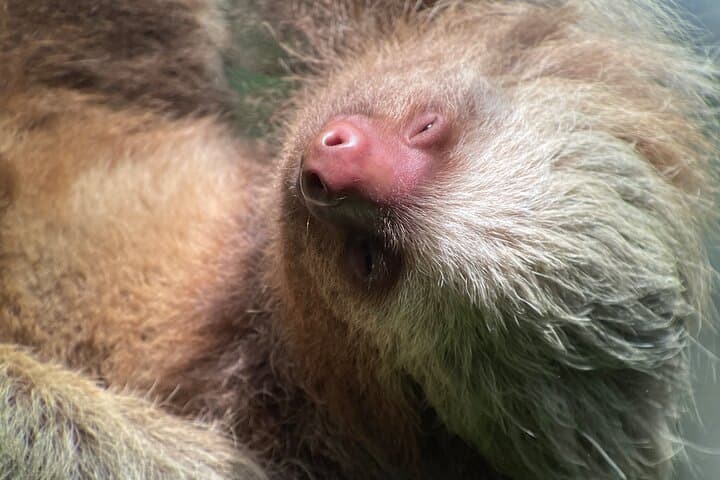 Manuel Antonio National Park Guided Tour: Private Custom Wildlife & Beach Excursions photo 5