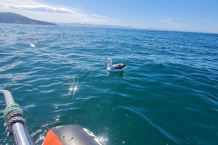 Otago Harbour Albatross & Wildlife Cruise: Taiaroa Head Boat Tour photo 2