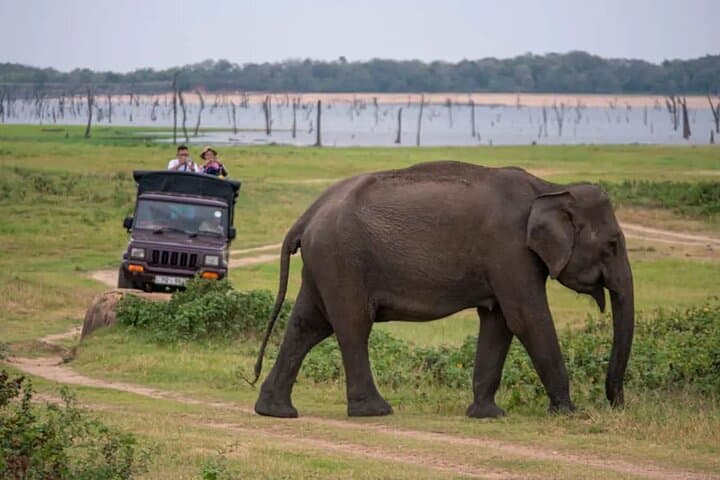 Sigiriya Rock Fortress & Minneriya Jeep Safari: Day Tour from Colombo photo 6