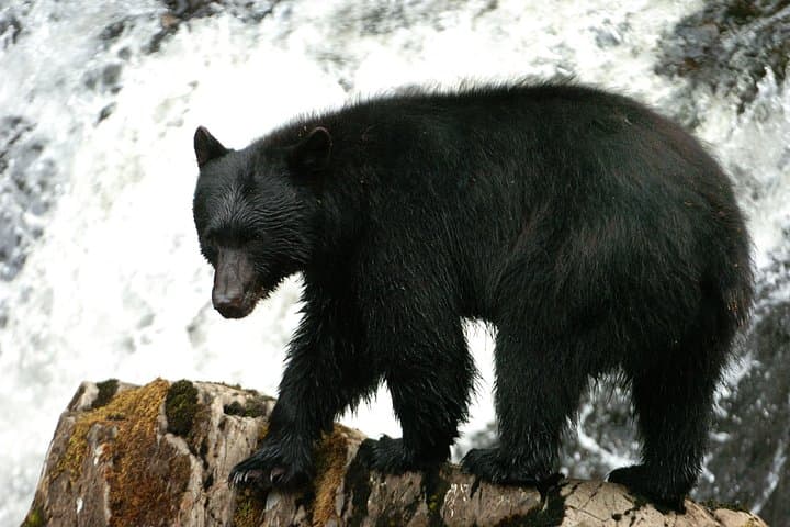Alaskan Bear Encounter by Land & Sea — Neets Bay Guided Bear Viewing from Ketchikan photo 3