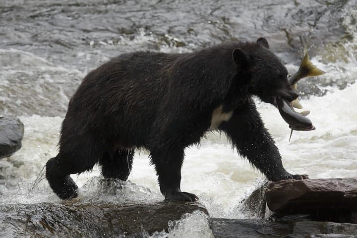 Alaskan Bear Encounter by Land & Sea — Neets Bay Guided Bear Viewing from Ketchikan photo 4