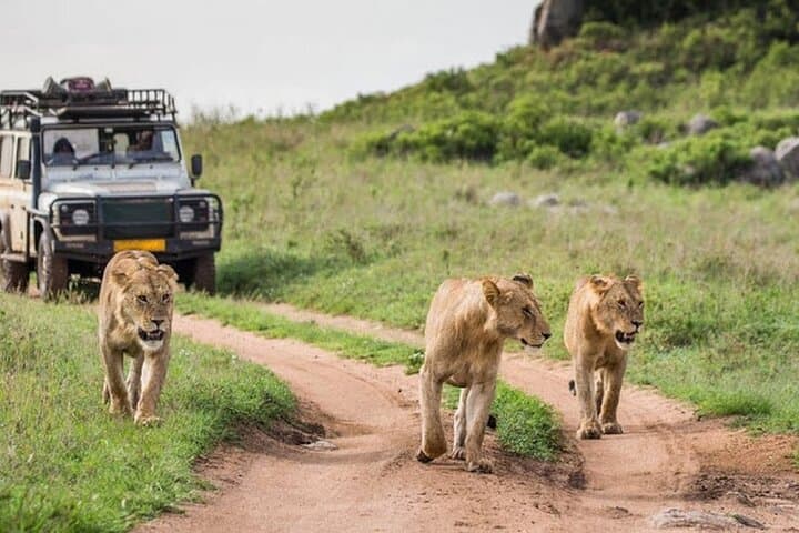 2-Day Ngutuni Conservancy Safari From Mombasa: Big Game & Sunrise Drives photo 4