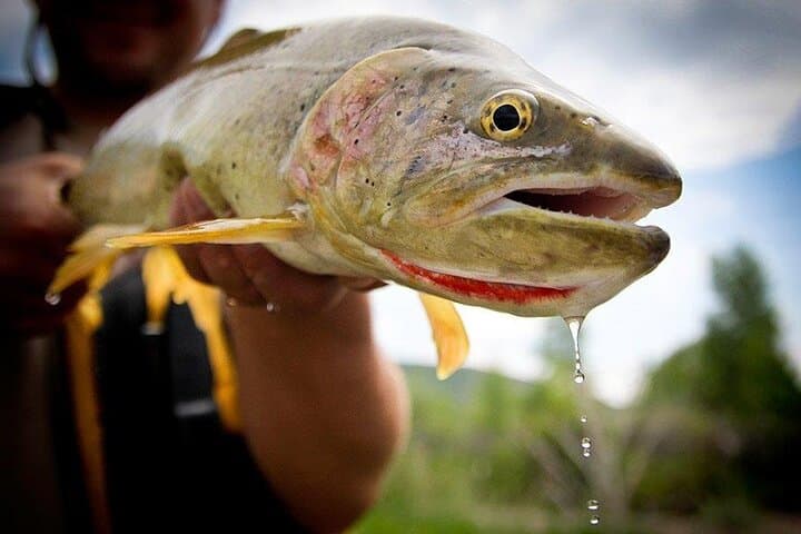 Full-Day Montana Fly Fishing Adventure in Yellowstone Rivers photo 2