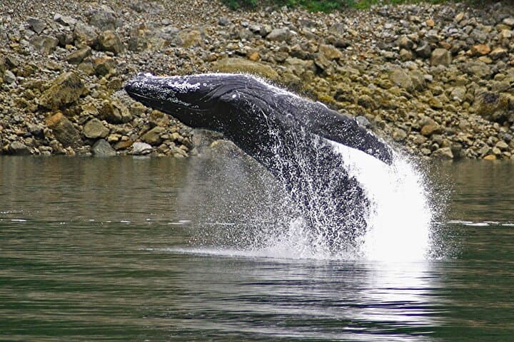 Juneau Whale Watching and Tracy's Crab Shack Combo: Best Cruise Port Excursion photo 2