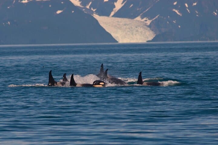 Juneau Whale Watching and Tracy's Crab Shack Combo: Best Cruise Port Excursion photo 3