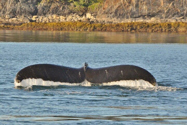 Juneau Whale Watching and Tracy's Crab Shack Combo: Best Cruise Port Excursion photo 4