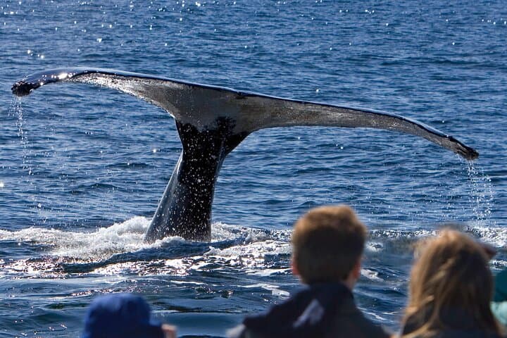 Juneau Whale Watching and Tracy's Crab Shack Combo: Best Cruise Port Excursion photo 5