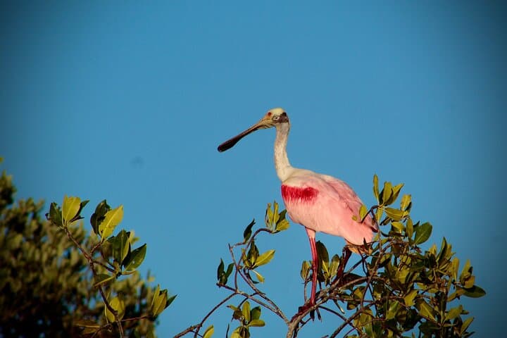 Sian Kaan Sunset Private Boat Tour from Playa del Carmen