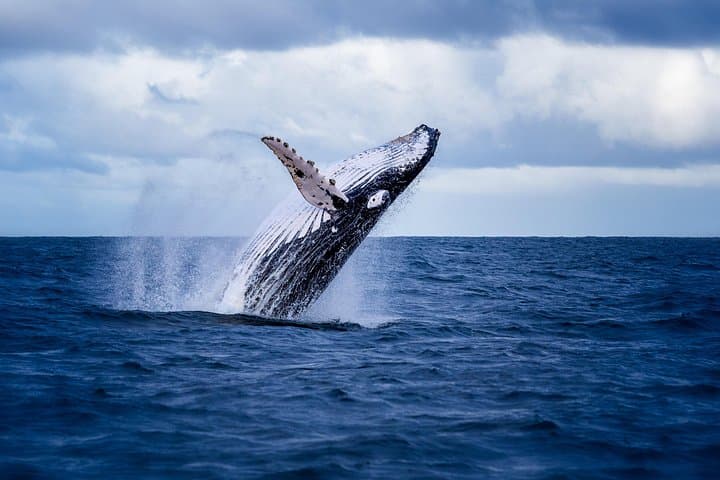 Tamarindo Sunset Boat Tour: 5-Hour Snorkel, Paddleboard and Dinner Cruise photo 2