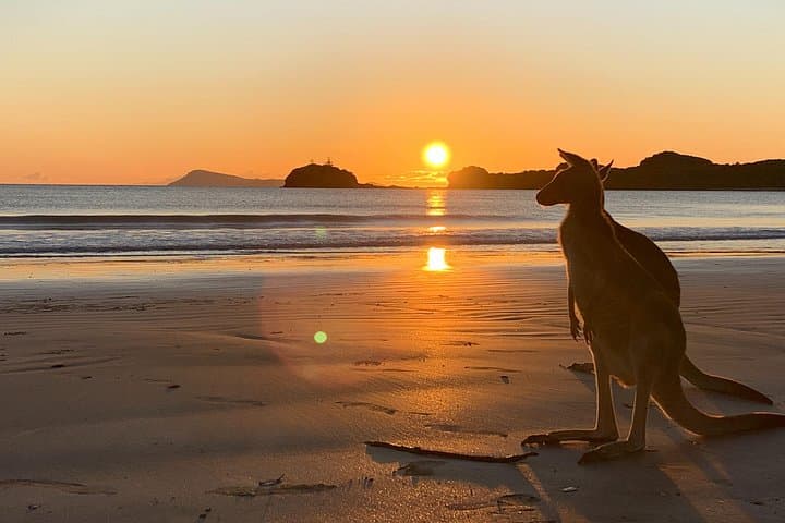 Cape Hillsborough Beach Sunrise with Wallabies — Mackay Dawn Wildlife Tour photo 1