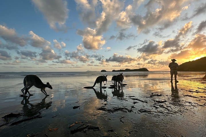 Cape Hillsborough Beach Sunrise with Wallabies — Mackay Dawn Wildlife Tour photo 2