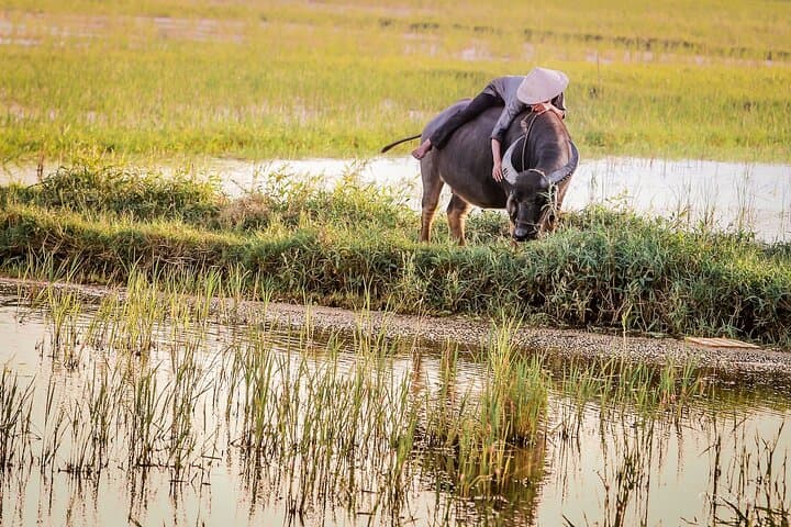 Tra Que Farm-to-Table Half-Day Bike & Cooking Experience in Hoi An photo 2