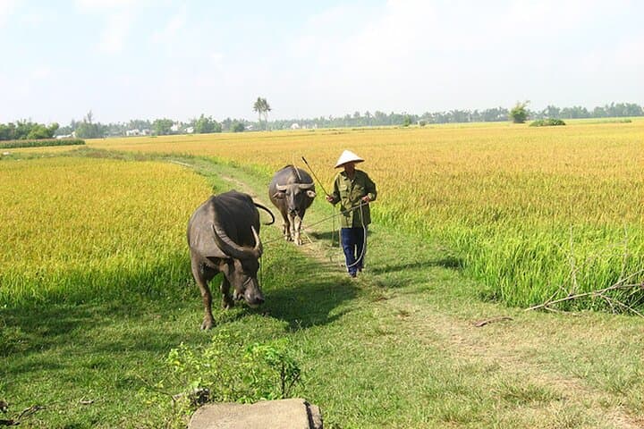 Tra Que Farm-to-Table Half-Day Bike & Cooking Experience in Hoi An photo 3