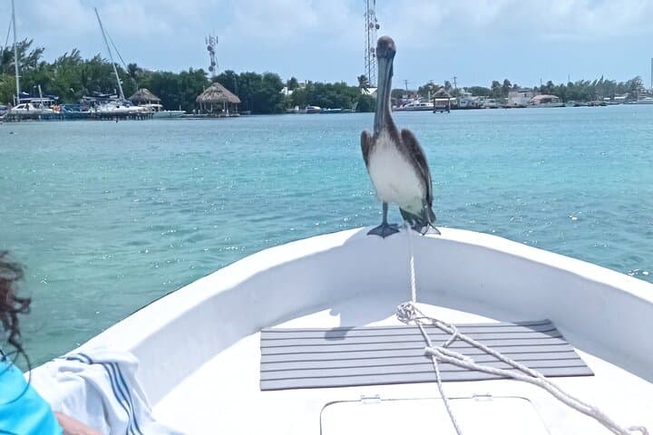 Hol Chan Marine Reserve & Shark Ray Alley: Half-Day Snorkel from Ambergris Caye photo 2