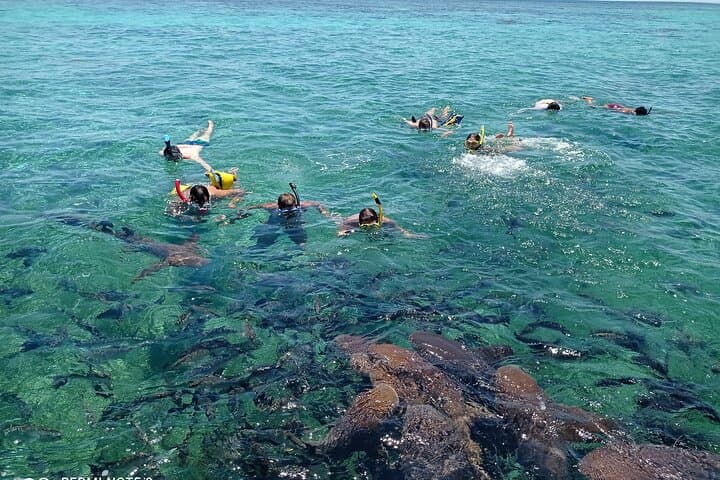 Hol Chan Marine Reserve & Shark Ray Alley: Half-Day Snorkel from Ambergris Caye photo 4