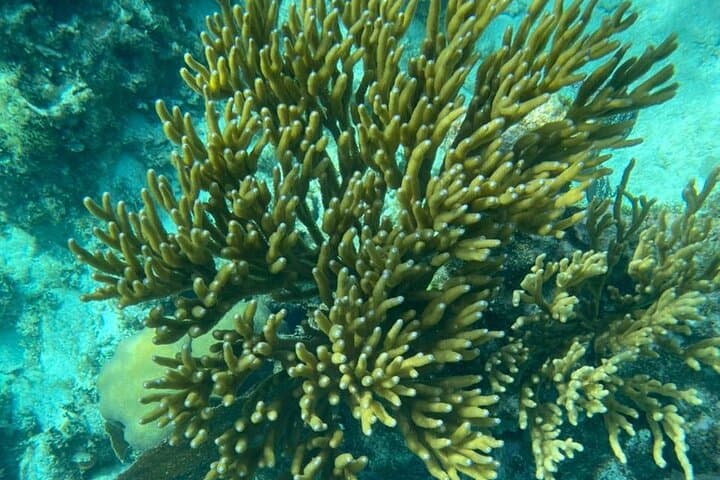 Hol Chan Marine Reserve & Shark Ray Alley: Half-Day Snorkel from Ambergris Caye photo 5