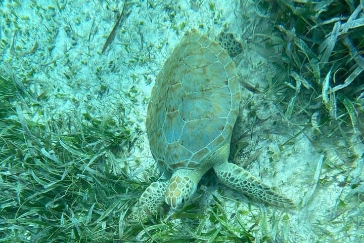 Hol Chan Marine Reserve & Shark Ray Alley: Half-Day Snorkel from Ambergris Caye photo 6