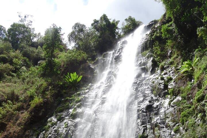 Materuni Waterfall and Coffee Tour from Arusha — Hike, Swim & Kilimanjaro Coffee photo 4