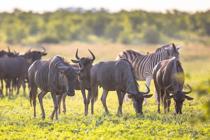 Follow the Wildebeest Migration: 8-Day Serengeti & Ngorongoro River Crossing Safari
