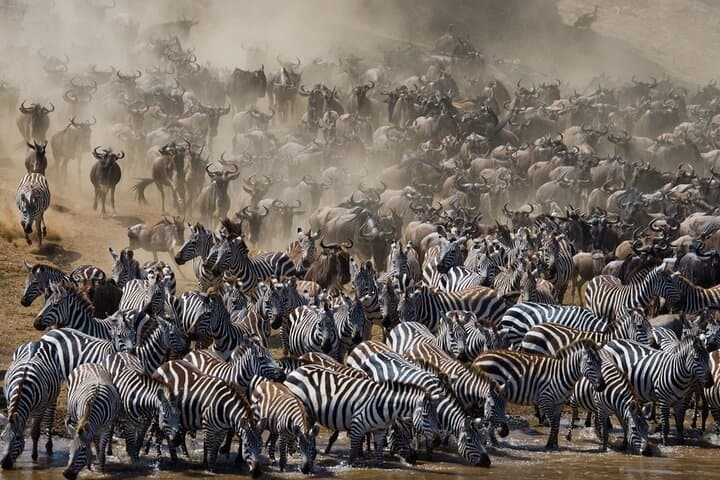 Follow the Wildebeest Migration: 8-Day Serengeti & Ngorongoro River Crossing Safari photo 2